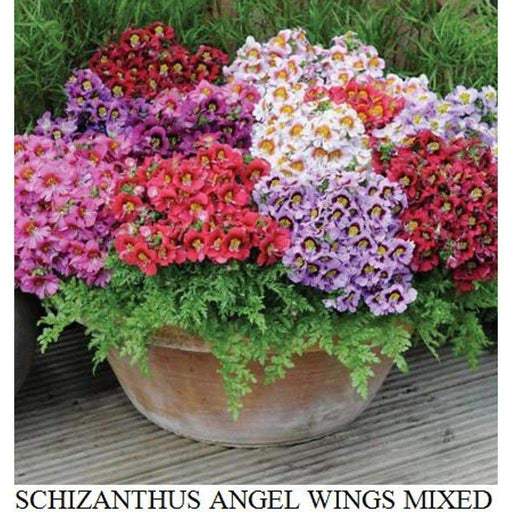 Butterfly Flower Seeds ( Schizanthus x Wisetonensis) Angel Wings, ANNUAL - Caribbeangardenseed