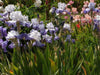 Tall Bearded Iris (Iris 'Heartstring Strummer')| Perennial Bareroot Plant - Caribbeangardenseed