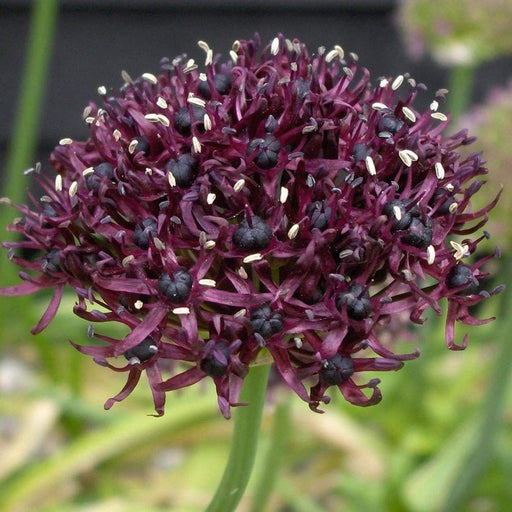 Allium Bulbs-"Atropurpureum"-Perennials,Returns Year After Year,Now Shipping - Caribbeangardenseed