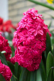 Hyacinth Bulb- Hollyhock, double fragrant florets of deep pink almost red blooms - Caribbeangardenseed
