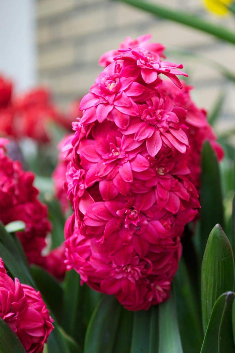 Hyacinth Bulb- Hollyhock, double fragrant florets of deep pink almost red blooms - Caribbeangardenseed
