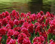 Hyacinth Bulb- Hollyhock, double fragrant florets of deep pink almost red blooms - Caribbeangardenseed