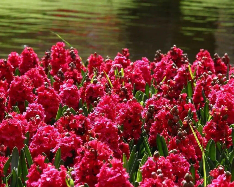 Hyacinth Bulb- Hollyhock, double fragrant florets of deep pink almost red blooms - Caribbeangardenseed