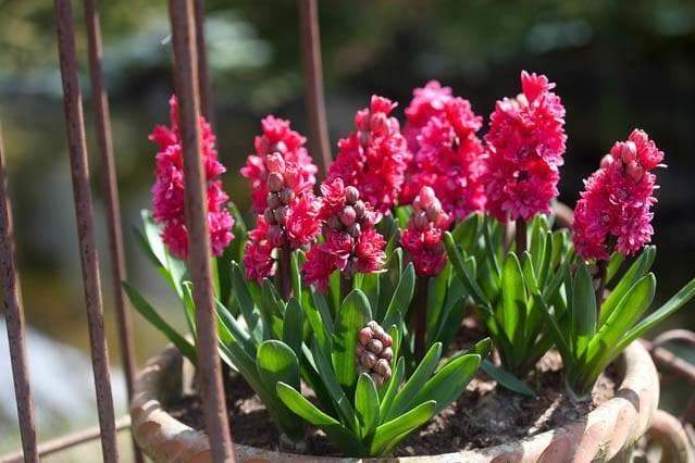 Hyacinth Bulb- Hollyhock, double fragrant florets of deep pink almost red blooms - Caribbeangardenseed