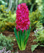 Hyacinth Bulb- Jan Bos. Their sweet fragrance and deep hot pink color - Caribbeangardenseed