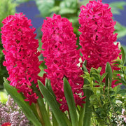 Hyacinth Bulb- Jan Bos. Their sweet fragrance and deep hot pink color - Caribbeangardenseed