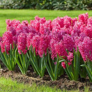Hyacinth Bulb- Jan Bos. Their sweet fragrance and deep hot pink color - Caribbeangardenseed