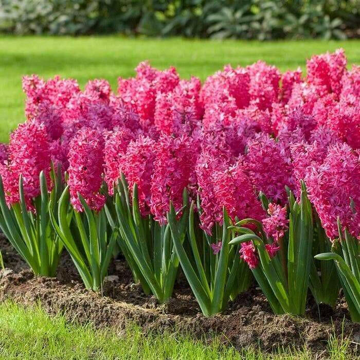 Hyacinth Bulb- Jan Bos. Their sweet fragrance and deep hot pink color - Caribbeangardenseed