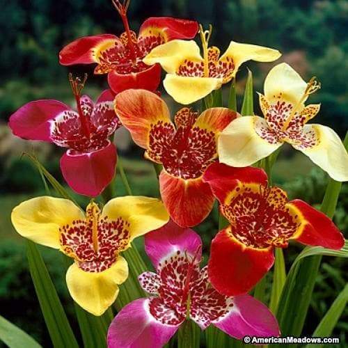 Mexican Shell Flower Mix 10 Bulbs -9/+ cm - Tigridia - Caribbeangardenseed