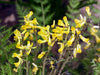Ferny Corydalis Seeds -, Shade loving plant ,hardy perennial - Caribbeangardenseed