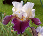 PASSION FOR FASHION Bearded Iris, BAREROOT Plants, Iris Germanica - Caribbeangardenseed