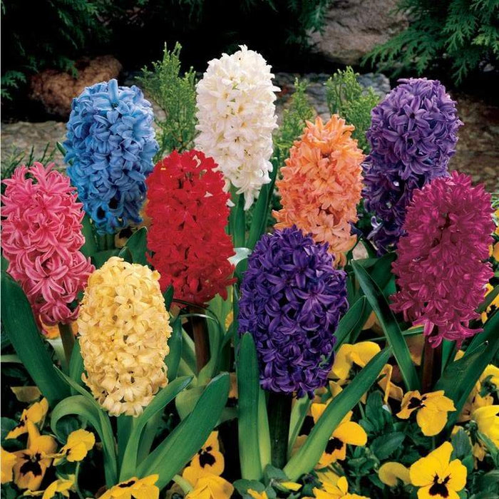 Hyacinthus orientalis 'Mixture', Flowers bulbs, great in container - Caribbeangardenseed