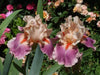 Iris Cherry Blossom Song,Perennial Plant Rhizome - Caribbeangardenseed