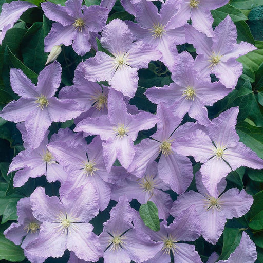 Clematis Blue Angel ( (Bare Roots) Large-flowered Vine - Caribbeangardenseed