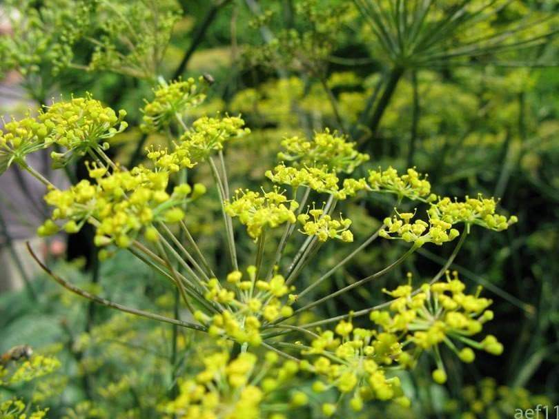 Fennel (Foeniculum Vulgare Florence), Herb Seed , Organic, Easy to grow,All parts of this herb are aromatic and delicious! - Caribbeangardenseed