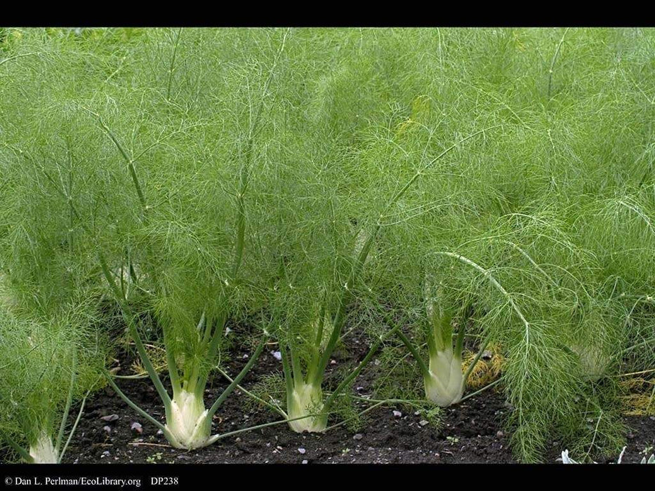 Fennel (Foeniculum Vulgare Florence), Herb Seed , Organic, Easy to grow,All parts of this herb are aromatic and delicious! - Caribbeangardenseed
