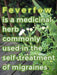 Feverfew Seeds (Chrysanthemum Parthenium) Both flowers and Herb, - Caribbeangardenseed
