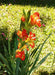 Gladiolus bulbs (corms) Fiesta-(10 Bulbs),, Perennial, - Caribbeangardenseed