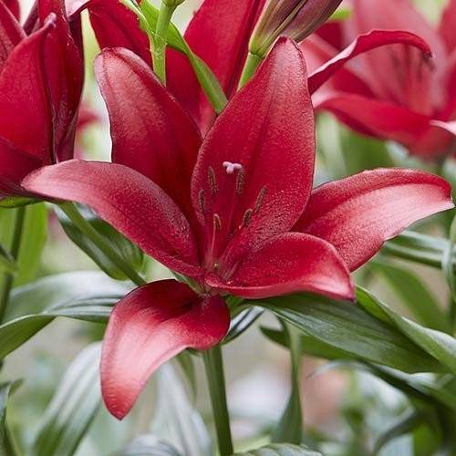 Lily Bulbs (LA DYNAMIX) Ideal for planting in borders or pots and containers,. - Caribbeangardenseed