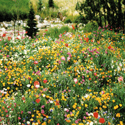 Low Growing Wildflower Seed Mixture, Annuals and Perennials - Caribbeangardenseed