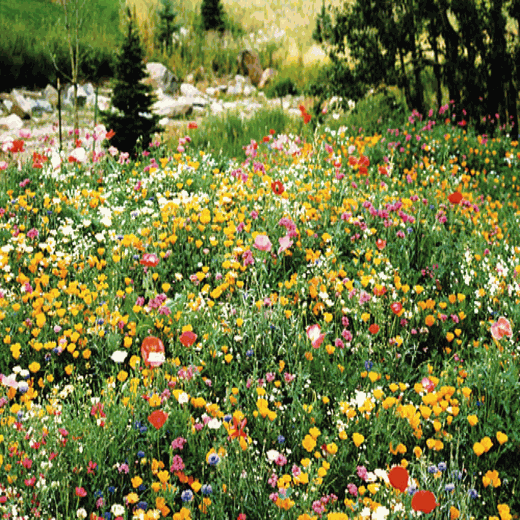 Low Growing Wildflower Seed Mixture, Annuals and Perennials - Caribbeangardenseed