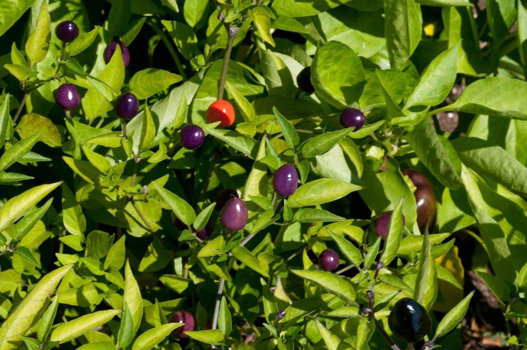 Filius Blue Pepper Seeds (Capsicum Annuum Filius Blue) Great for your flower border,patio planter, Container and Garden bed. - Caribbeangardenseed