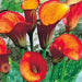Calla Lilies "FLAME" (2 bulbs ) Exelent for Pots and Planters - Caribbeangardenseed