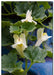 Creeping Snapdragon FLOWERS Seed, Asarina procumbens - Caribbeangardenseed