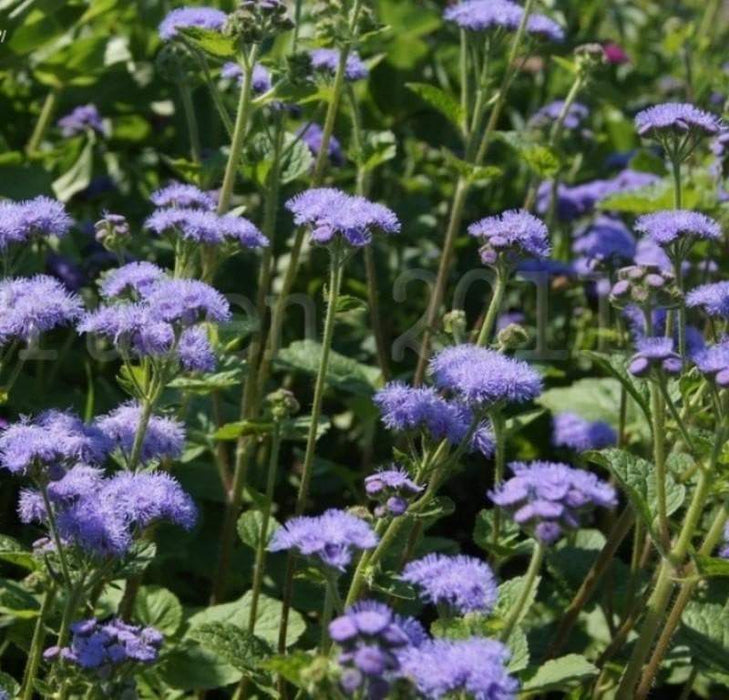 Flossflower Seeds,Garden Ageratum, Ageratum Mexicanum Blue Mink, Blueweed ! - Caribbeangardenseed