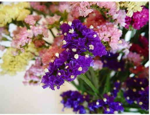 Flower, Statice Pacific Mix-(Limonium Sinuatum-Mix) White, Lavender, Blue, Rose, Sky Blue, Apricot, And Yellow.Great For Cut Flowers ! - Caribbeangardenseed