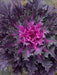 flowering kale, Flowering Cabbage - Coral Queen, ornamental kale - Caribbeangardenseed