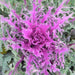 flowering kale, Flowering Cabbage - Coral Queen, ornamental kale - Caribbeangardenseed