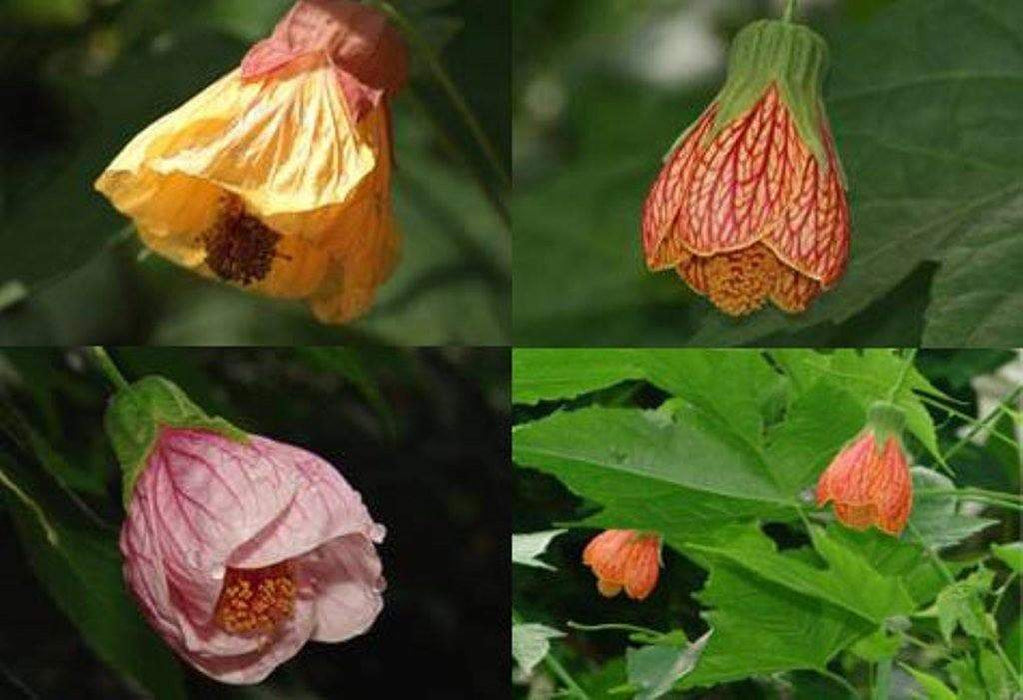 FLOWERING MAPLE seeds (Abutilon Belvue Mix) also called Parlor Maple (Perennial) - Caribbeangardenseed