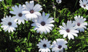 African Daisy Seeds - white ,Perfect for garden or container, they are always floriferous and reliable! - Caribbeangardenseed