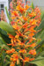 Hummingbird Mint, Seeds,Apricot Sprite - Caribbeangardenseed
