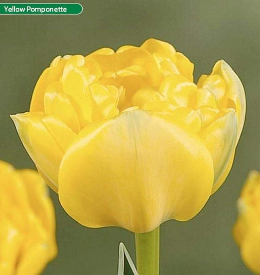Yellow Pomponette ,Tulip BULBS- Double Late! - Caribbeangardenseed