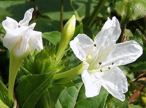 Four O Clock Seeds (WHITE) ANNUAL FLOWERS - Caribbeangardenseed