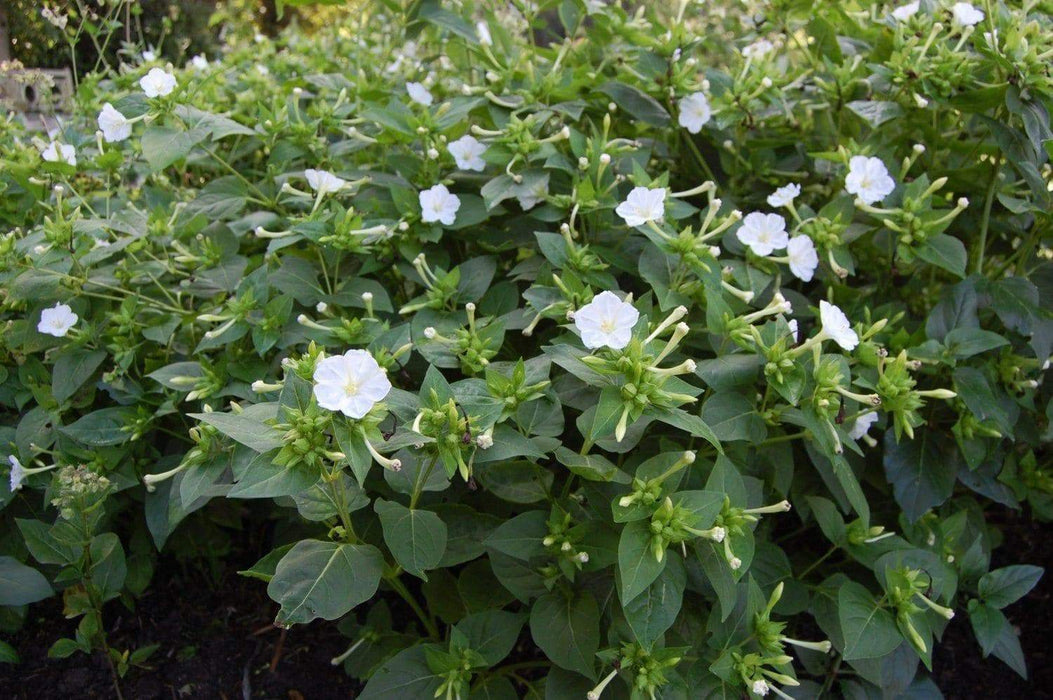 Four O Clock Seeds (WHITE) ANNUAL FLOWERS - Caribbeangardenseed
