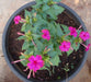 Four O Clock Seeds- ROSE PINK -Mirabilis Jalapa - Caribbeangardenseed