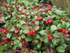 Gaultheria Procumbens Seeds, 'Redwood'(TM), Wintergreen, Checkerberry, Teaberry. - Caribbeangardenseed