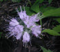 Hydrophyllum Virginianum Waterleaf - Caribbeangardenseed