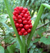 Jack-in-the-Pulpit,Arisaema triphyllum - Caribbeangardenseed