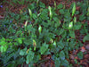 Jack-in-the-Pulpit,Arisaema triphyllum - Caribbeangardenseed