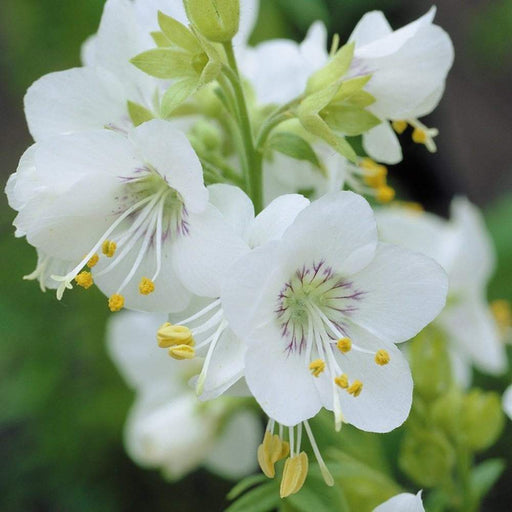 Jacob's-ladder (Polemonium) Greek Valerian - Charity (White Pearl) Flowers Seeds - Caribbeangardenseed