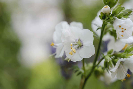 Jacob's-ladder (Polemonium) Greek Valerian - Charity (White Pearl) Flowers Seeds - Caribbeangardenseed