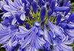 Lily of the Nile seeds Aka. African Blue Lily,Agapanthus Headbourne,Perennial Flowers - Caribbeangardenseed