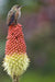 Red Hot Poker (Kniphofia Uvaria) FLOWERS Seeds - Caribbeangardenseed