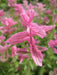 Salvia Seeds - Salvia Horminum , Pink Sunday, Annual Flowers - Caribbeangardenseed