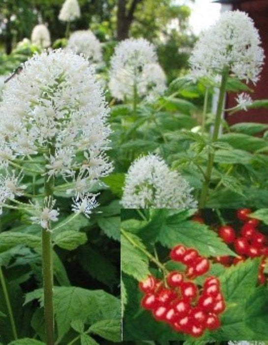 Flowers seeds,Actaea rubra (red baneberry, chinaberry, doll's eye) Shade Loving Perennial wildflowers ! - Caribbeangardenseed