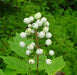 Flowers seeds,Actaea rubra (red baneberry, chinaberry, doll's eye) Shade Loving Perennial wildflowers ! - Caribbeangardenseed